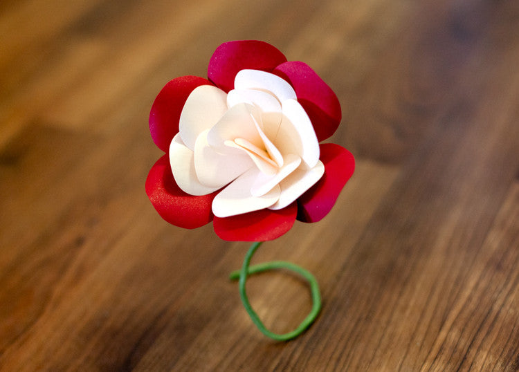 Rose - Bicolor