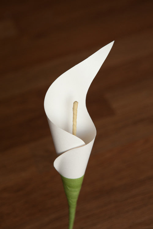 Calla Lily