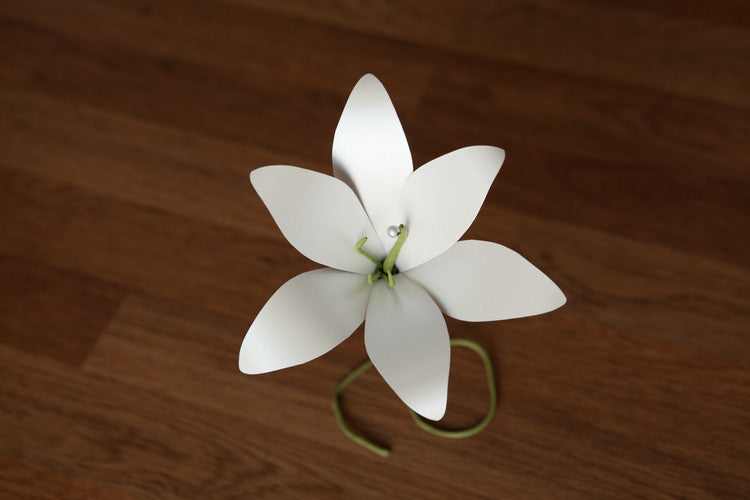 Easter Lily