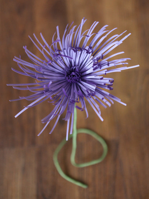 Spider Mum - Large