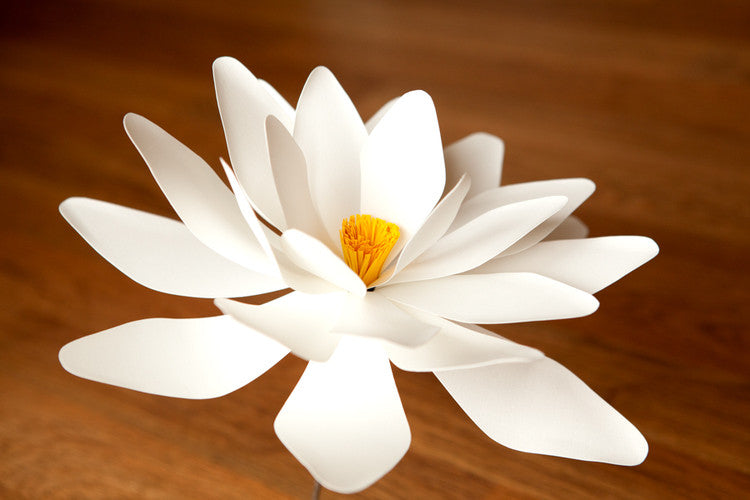 Lotus/Water Lily