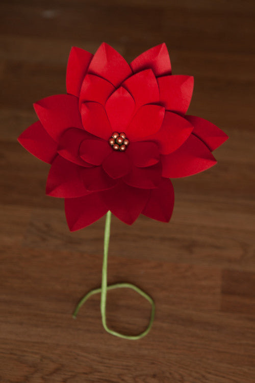 Poinsettia