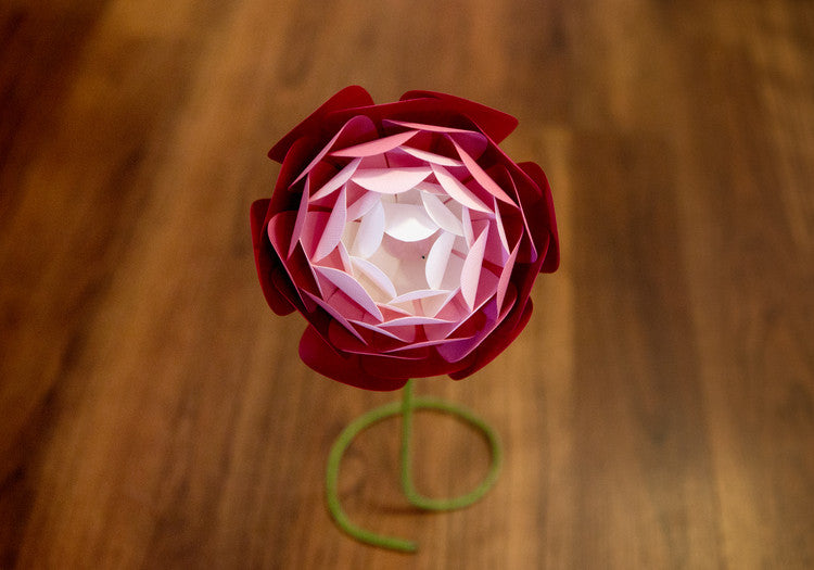 Ranunculus