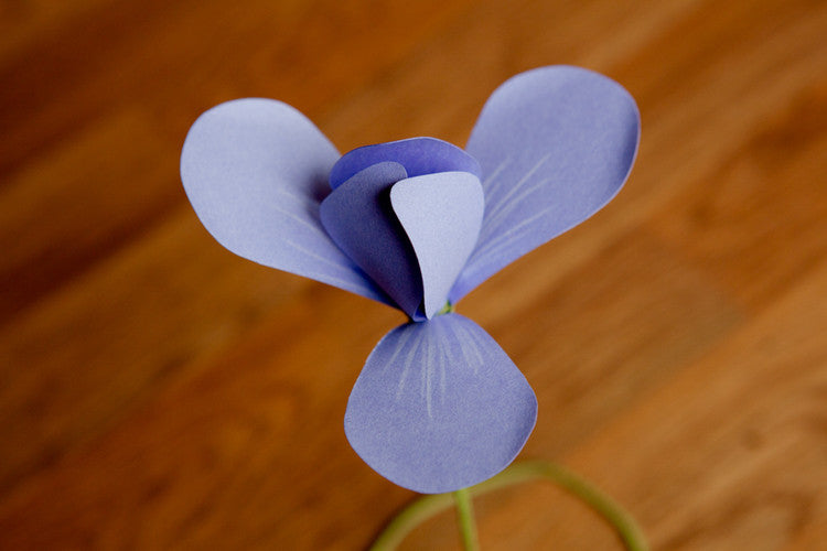 Siberian Iris