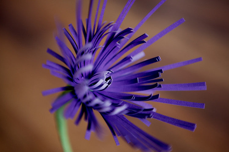 Spider Mum - Small