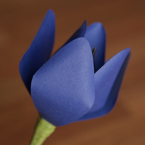 Tulip