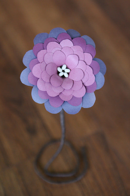 Zinnia