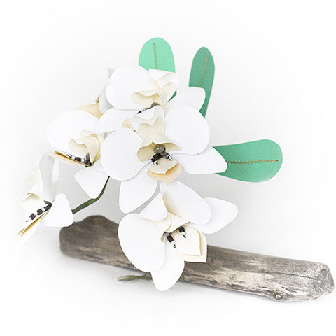 Orchids on Driftwood