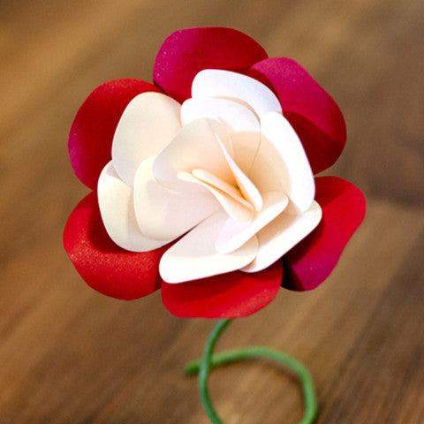 Rose - Bicolor