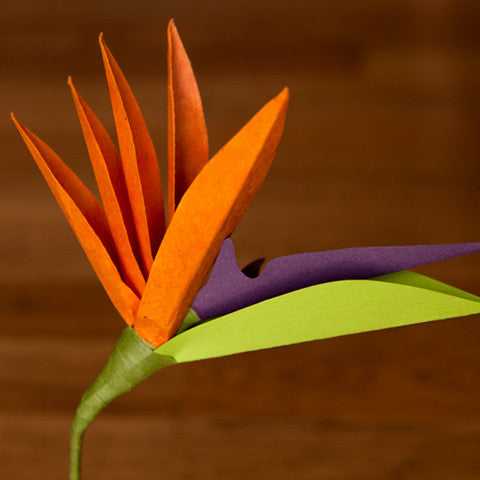 Bird of Paradise