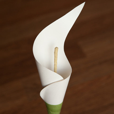 Calla Lily